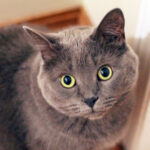 pets-6